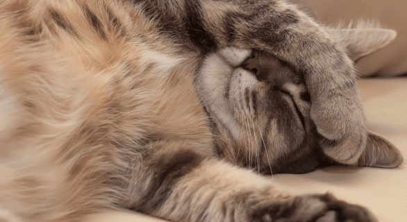 chat-sommeil