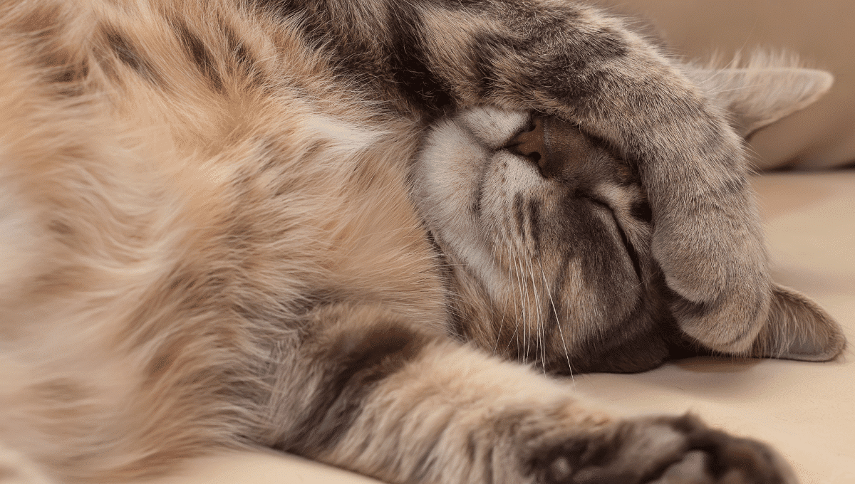 chat-sommeil