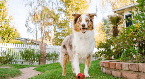 chien-jardin