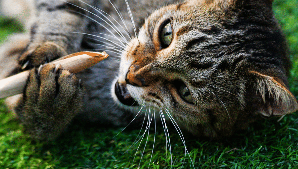 chat-mordille-objets