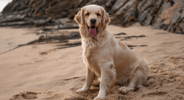 esperence-de-vie-golden-retriever