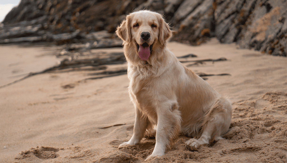 esperence-de-vie-golden-retriever