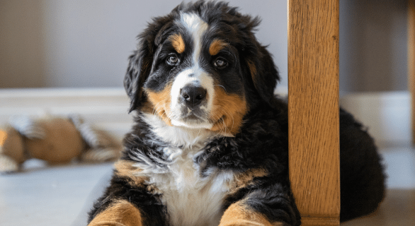 bouvier bernois chiot