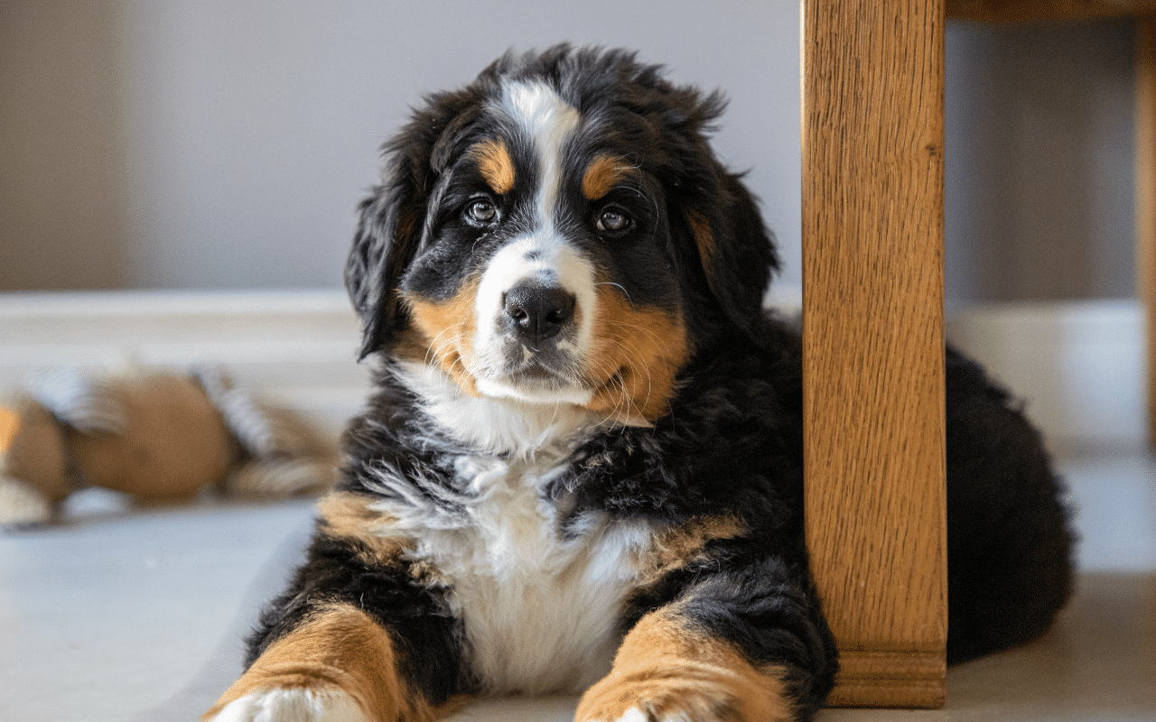 bouvier bernois chiot