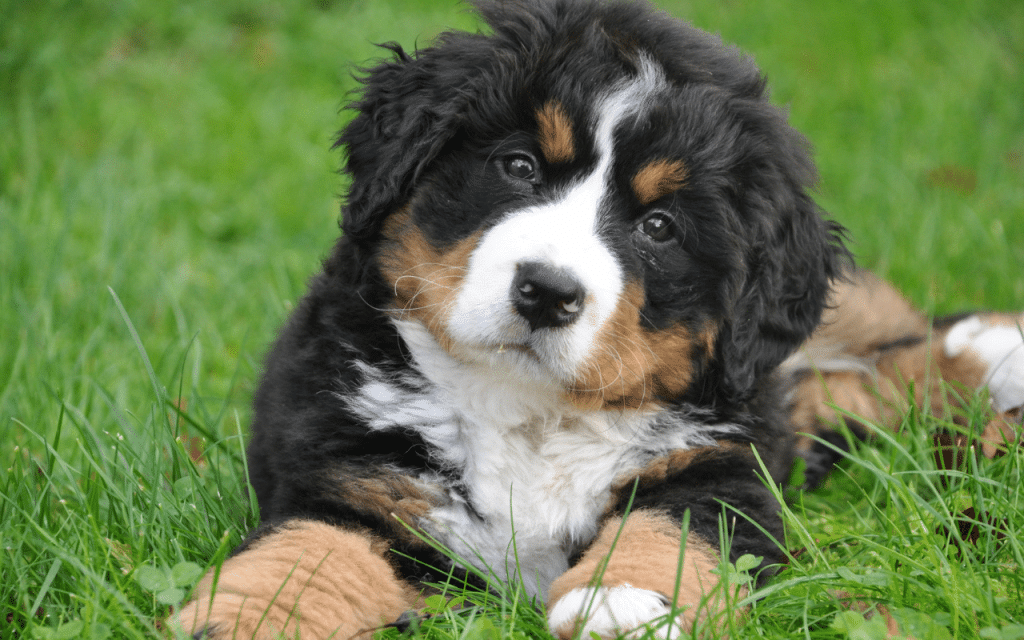 bouvier bernois chiot comportement