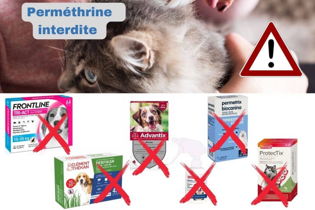 Perméthrine : interdit chez le chat attention aux produits pour chiens