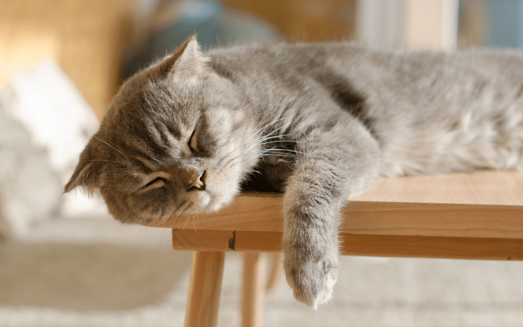 chat perte d'énergie