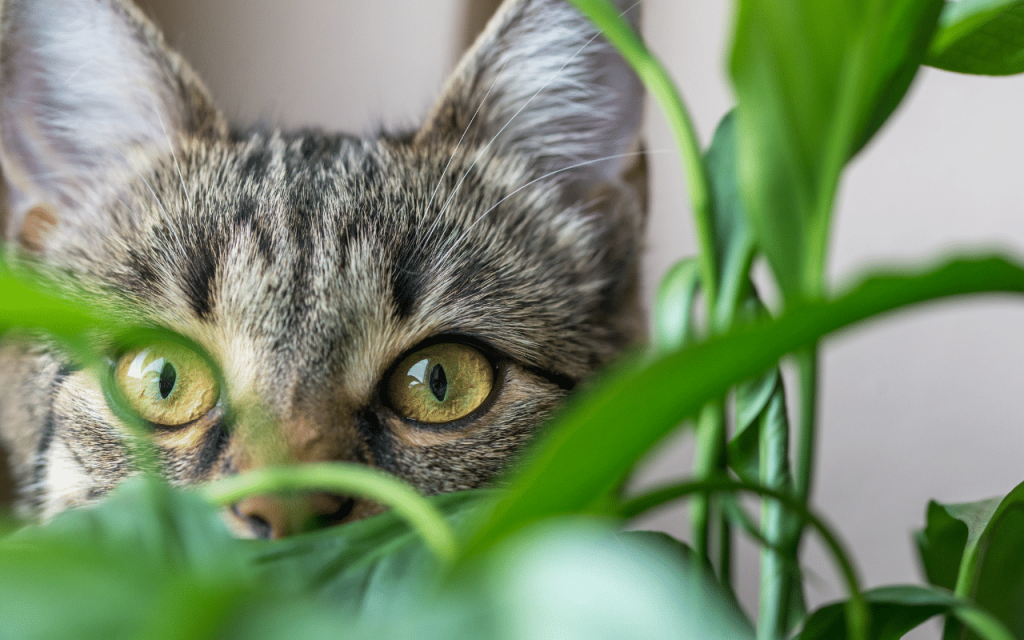 chat plante