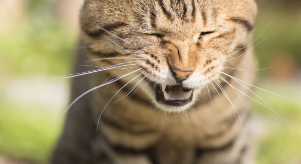 chat qui éternue
