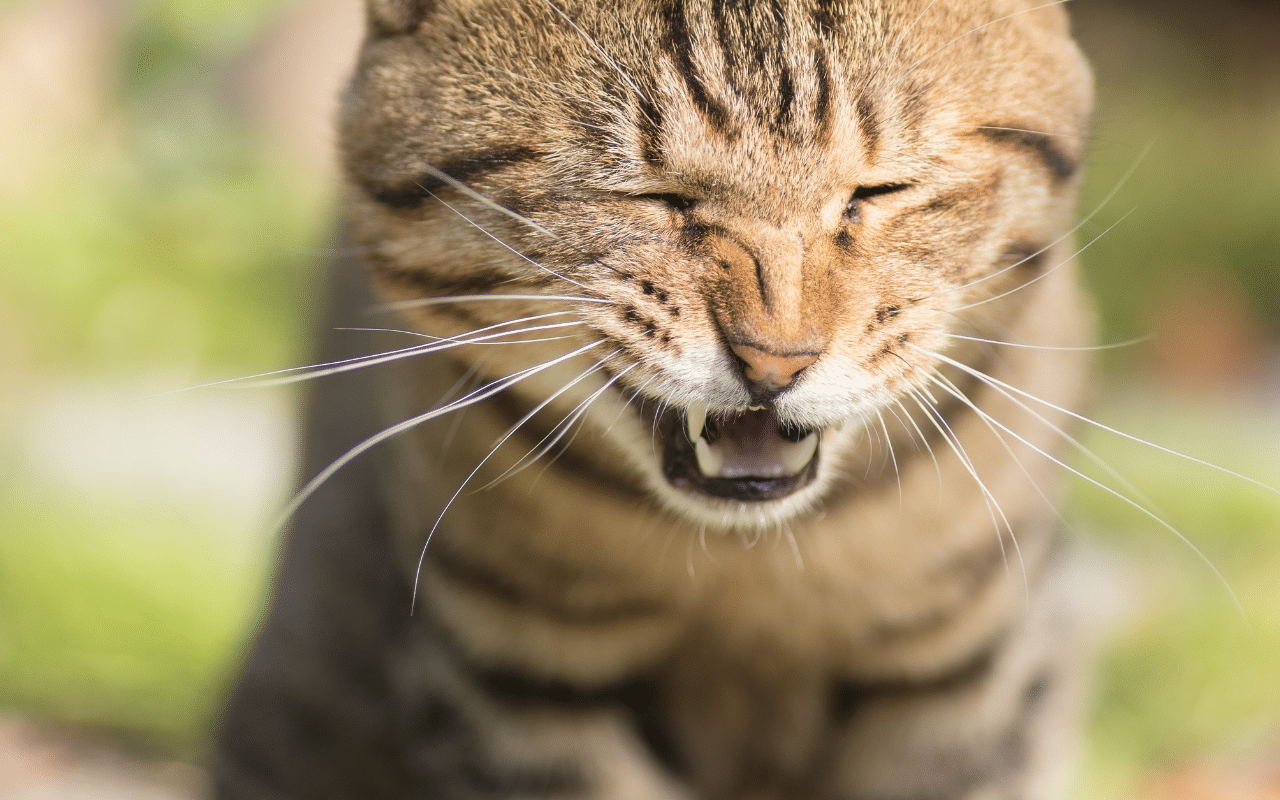 chat qui éternue