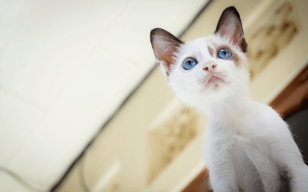 chaton blanc sourd