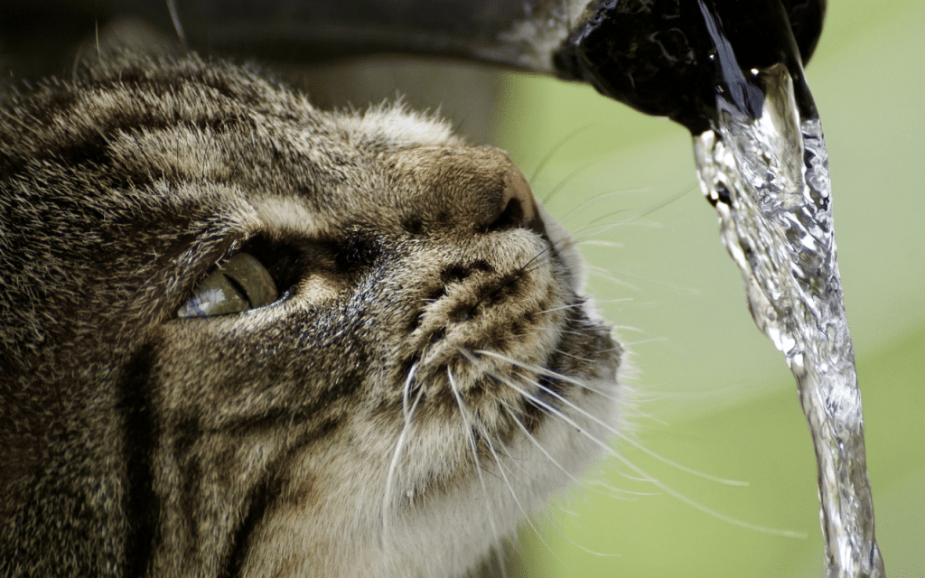 chaton eau fraiche