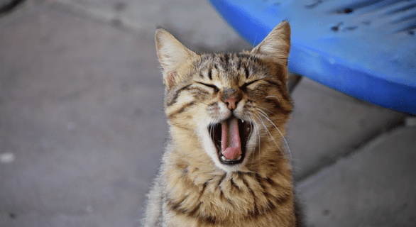 éternuement du chaton