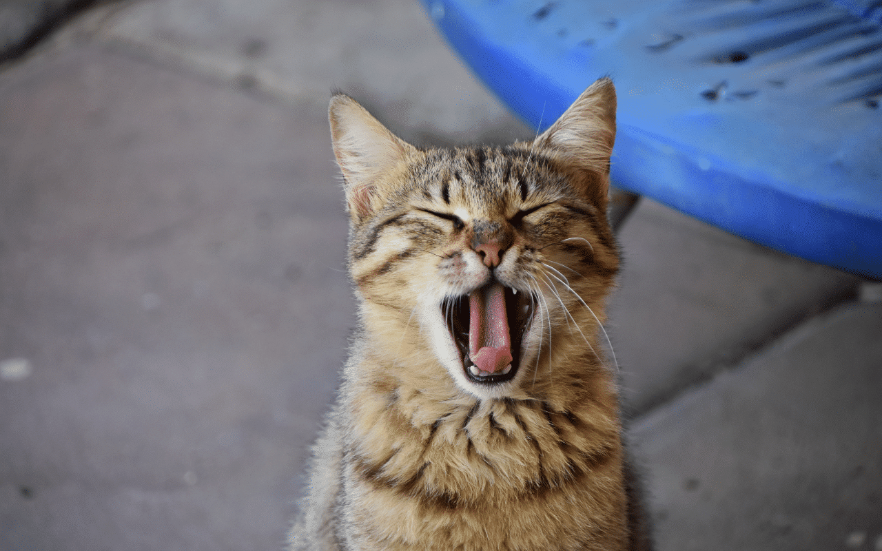 éternuement du chaton