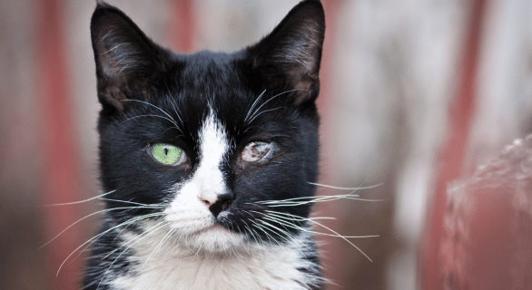 maladie des yeux chatons