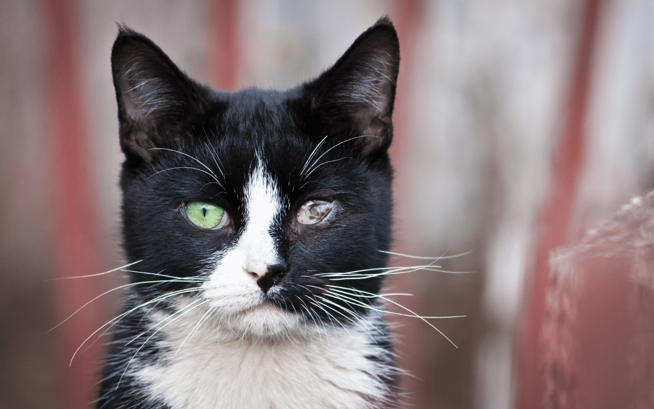 maladie des yeux chatons