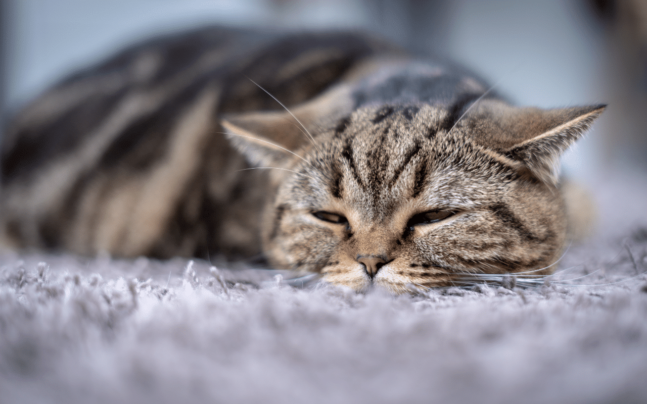 mon chat vomit de la bile