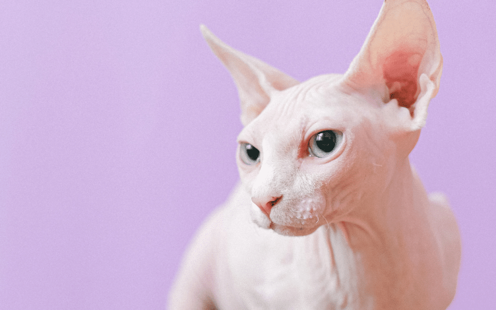 spécificités Sphynx