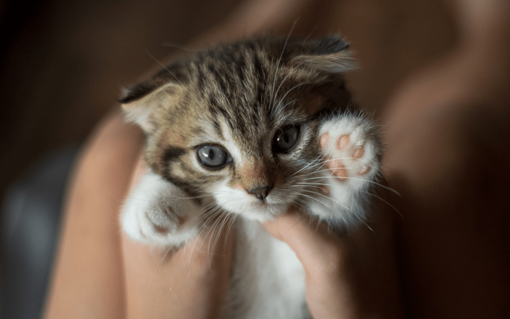 stériliser chaton