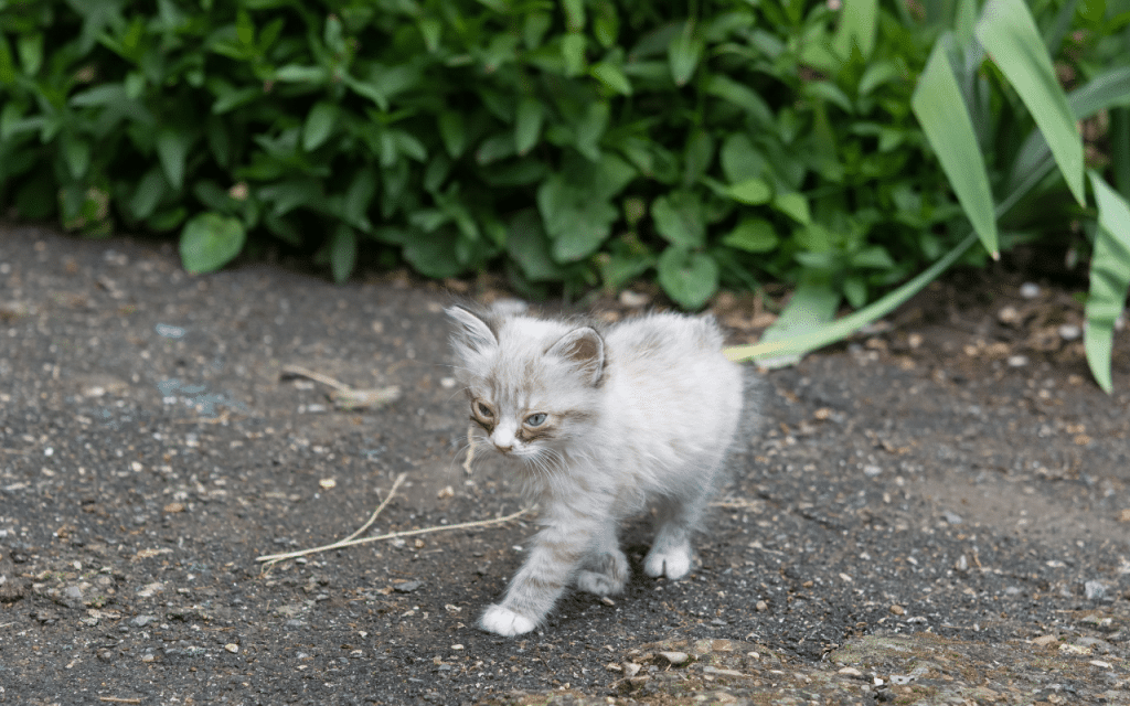 yeux chatons