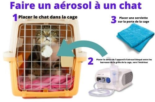coryza du chat Traitement aérosol sans vétérinaire