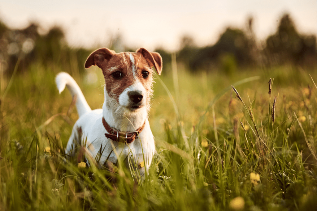 L’hystiocytome chez le chien
