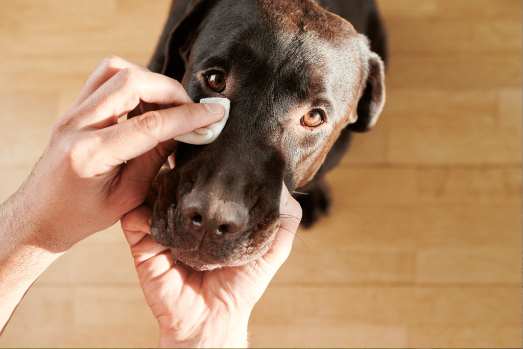 L’entropion chez le chien 