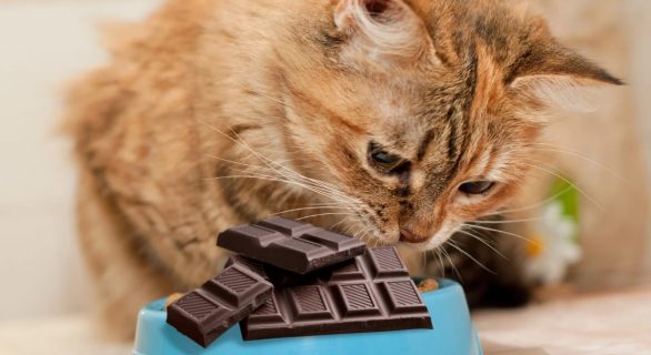 L'intoxication au chocolat chez le chat