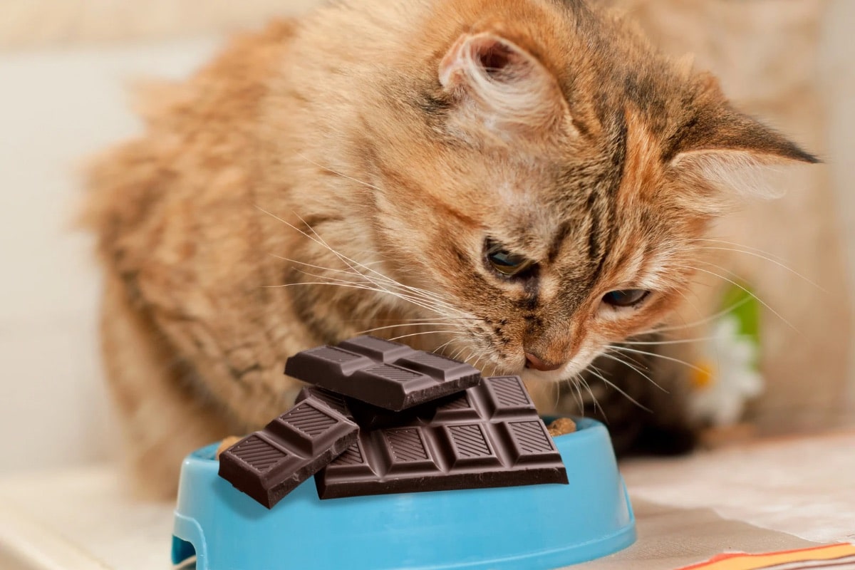 L'intoxication au chocolat chez le chat