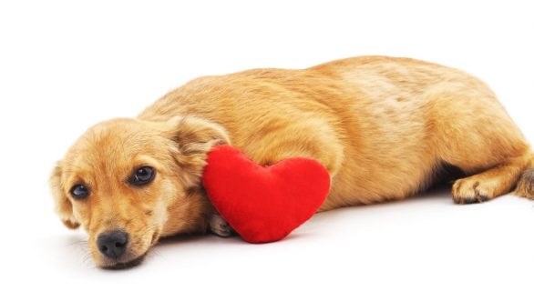 Le rythme Fréquence cardiaque et respiratoire du chien : Tout savoiret la fréquence respiratoire du chien