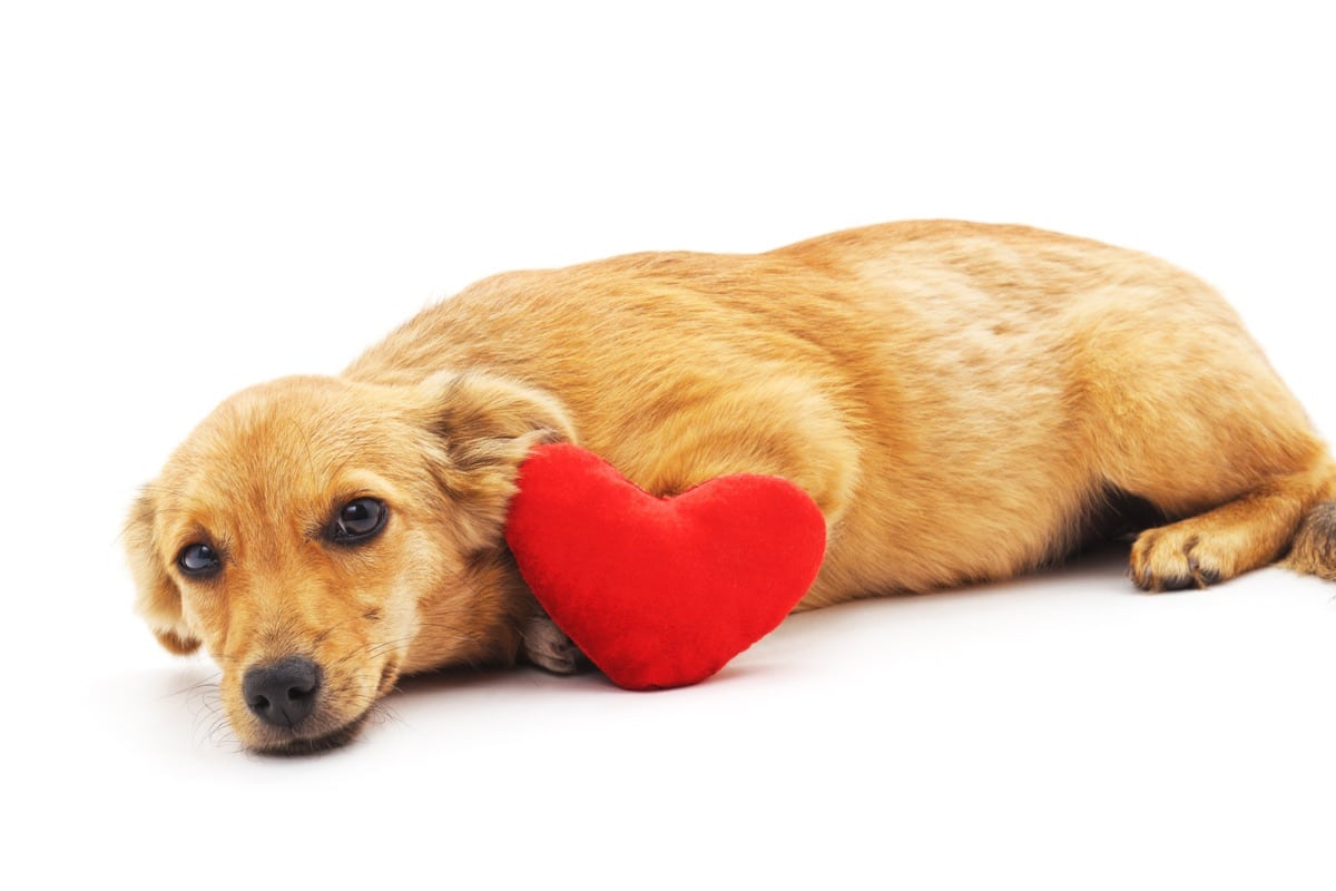 Le rythme Fréquence cardiaque et respiratoire du chien : Tout savoiret la fréquence respiratoire du chien