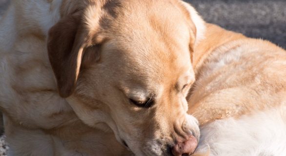 La pyodermite chez le chien