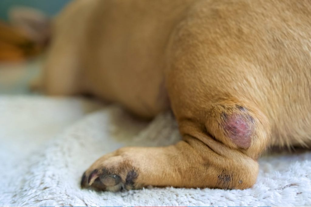 Le mastocytome chez le chien