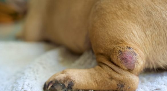 Le mastocytome chez le chien
