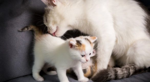 Le gestation chez le chatte : guide pratique
