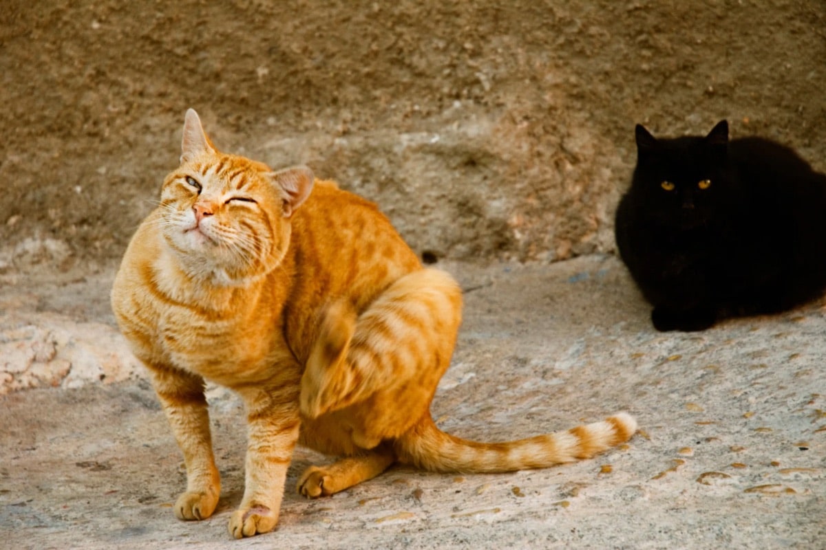 Les aoûtats chez les chiens et les chats
