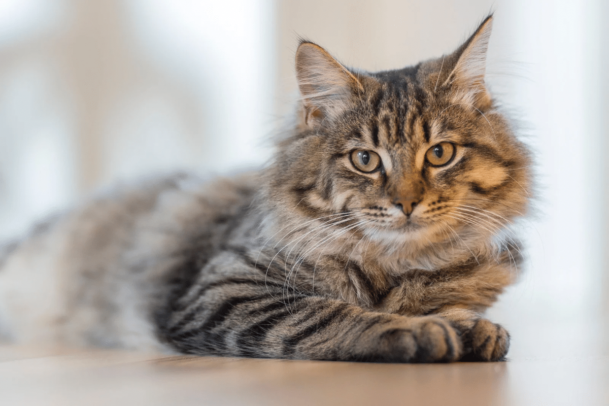 Le teigne chez le chat