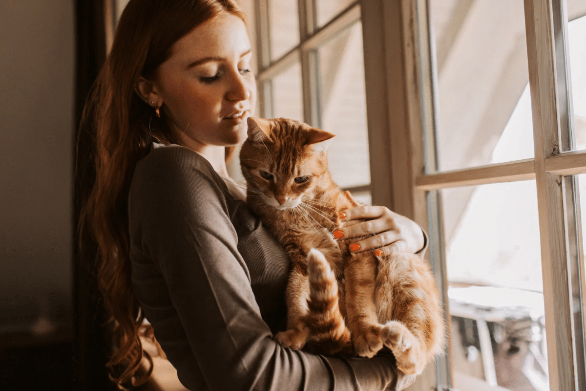 Le FIV chez le chat ou «  sida du chat »