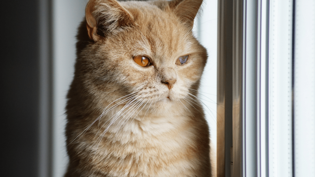 Coryza du chat grave ? 