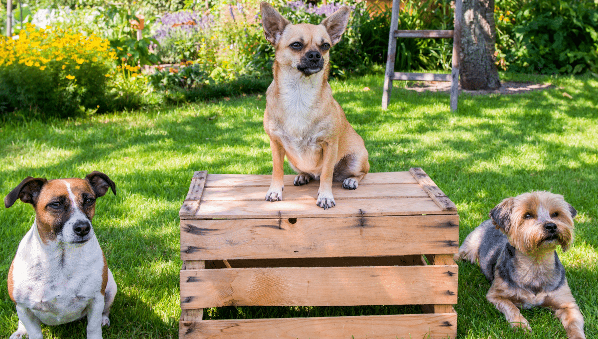 chiens-durée-de-vie