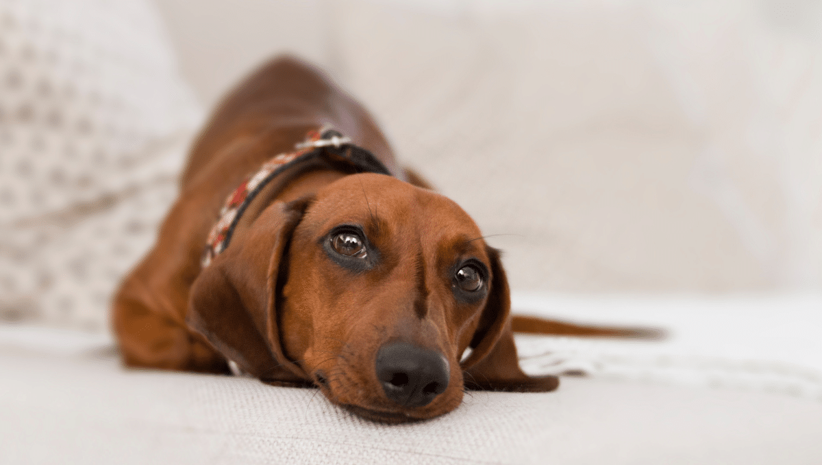 chien-penseur