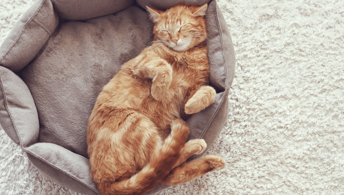 chat-miaule-la-nuit