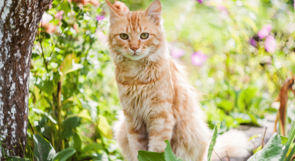 chat-jardin