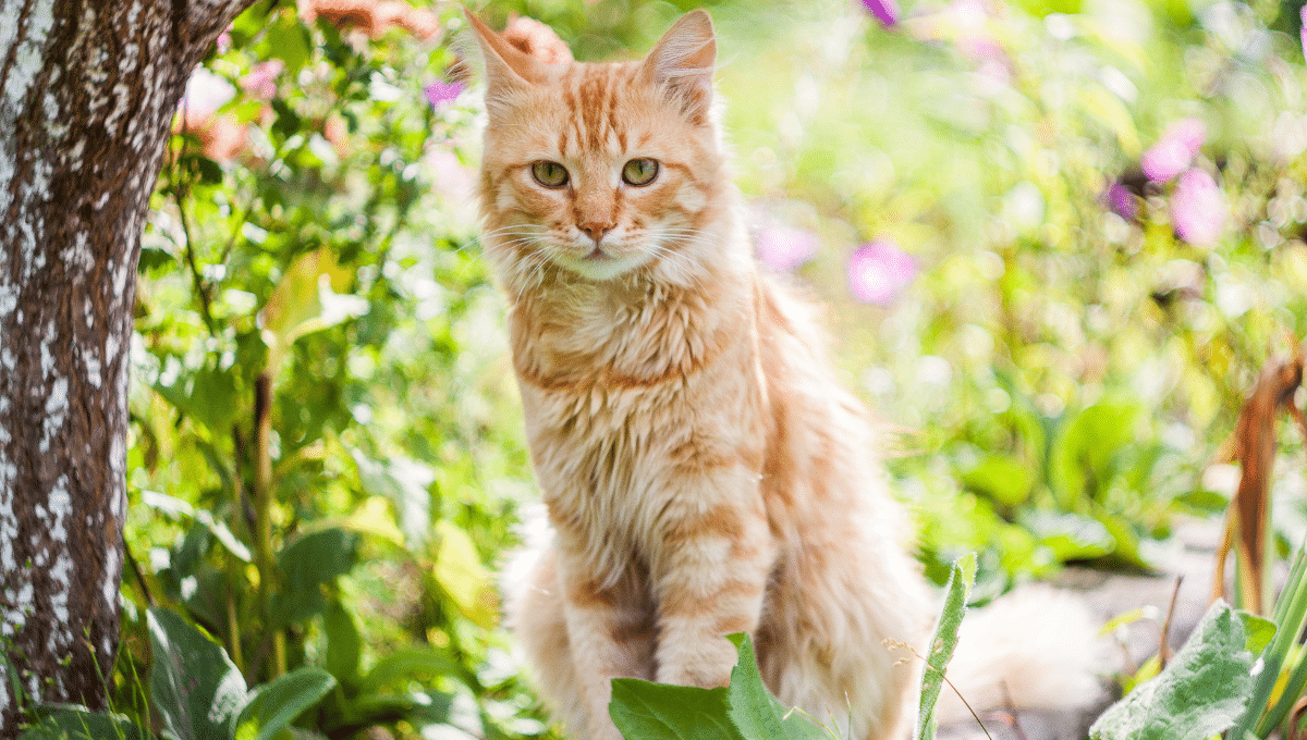 chat-jardin