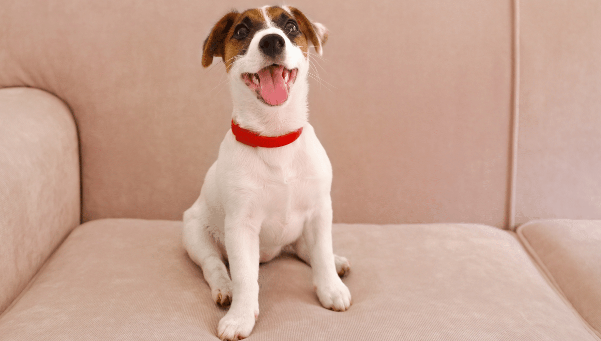 clichés-petit-chien