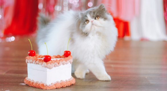 recette-gateau-chat
