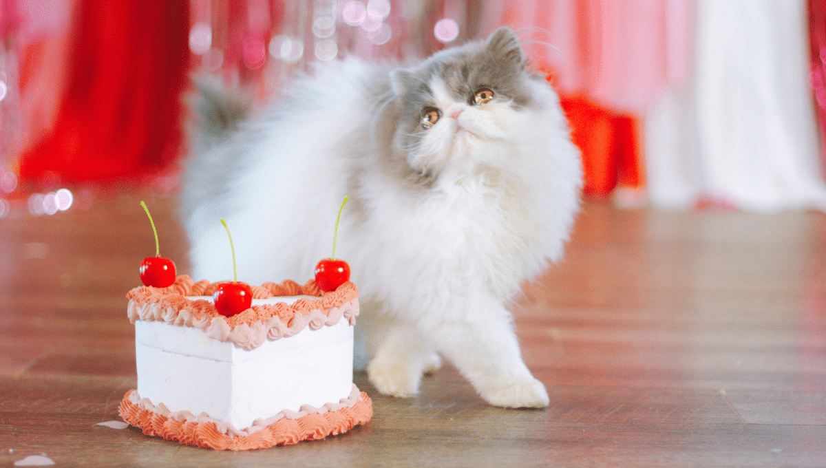 recette-gateau-chat