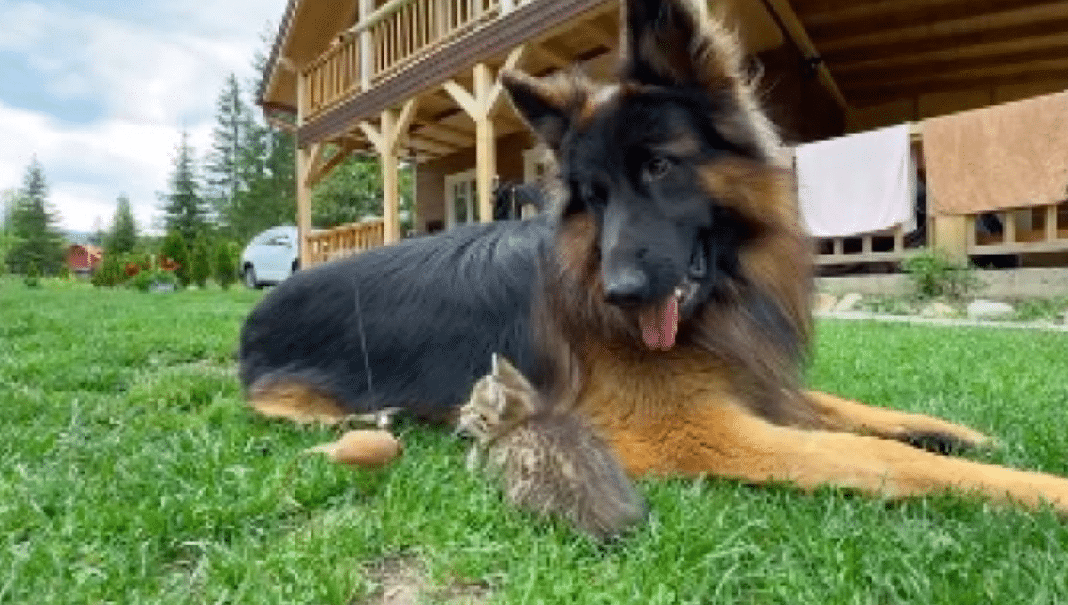 © leo.tiger.nala / TikTok