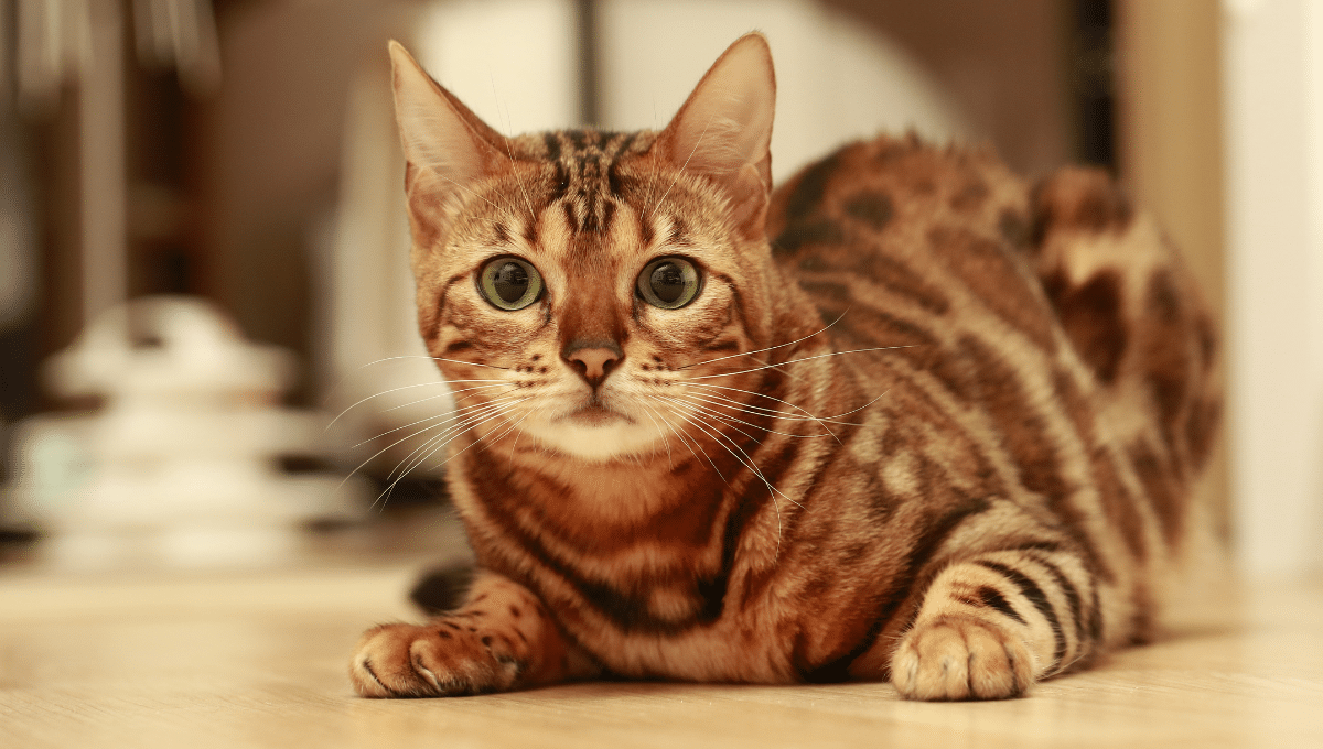 bengal