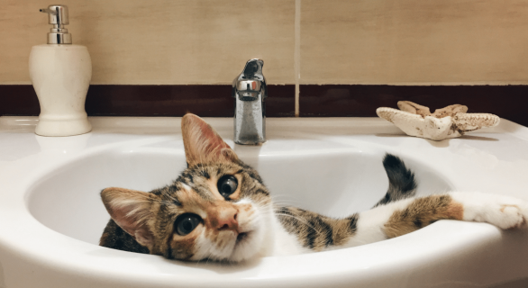 chat-lavabo
